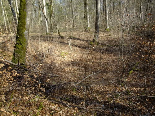 Photo 1 en taille normale