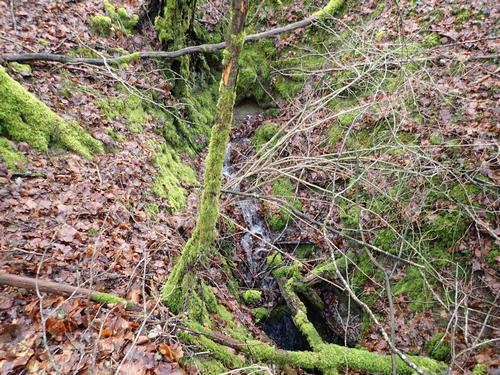 Photo 1 en taille normale